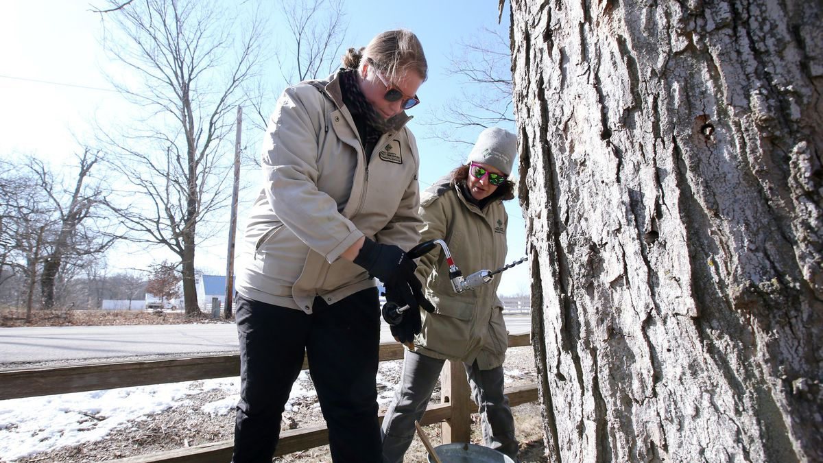 Maple Syrup Hikes at Edward L. Ryerson Conservation Area in Riverwoods